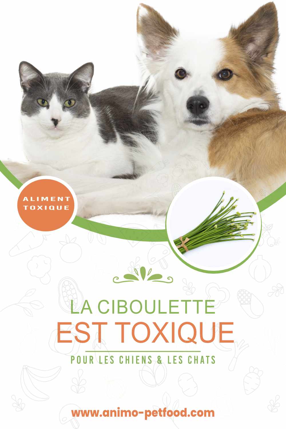 ciboulette-est-toxique-pour-les-chats-et-les-chiens